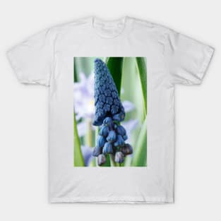 Bellevalia paradoxa  Grape hyacinth  syn.  Muscari paradoxum T-Shirt